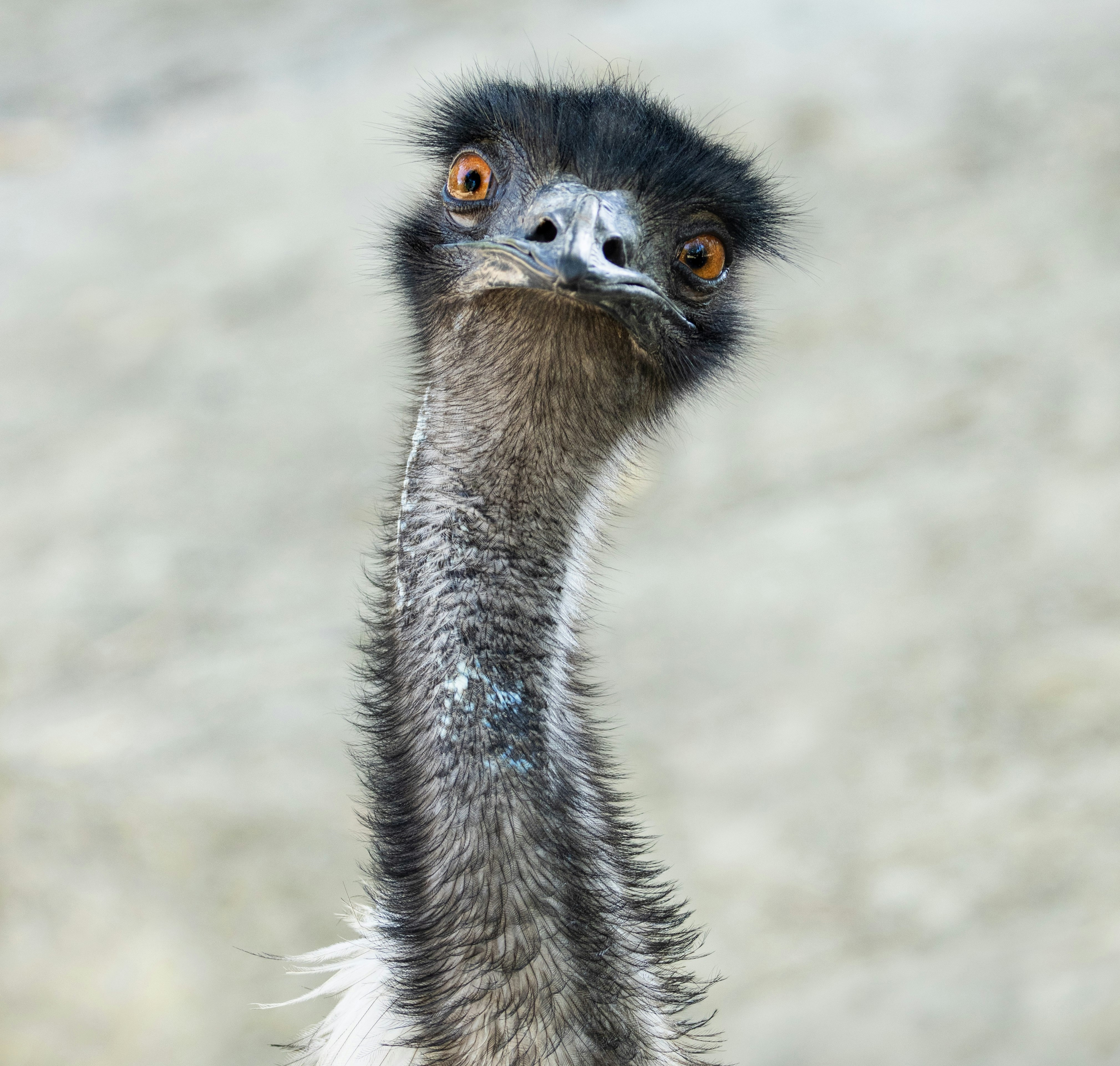 photo of an emu